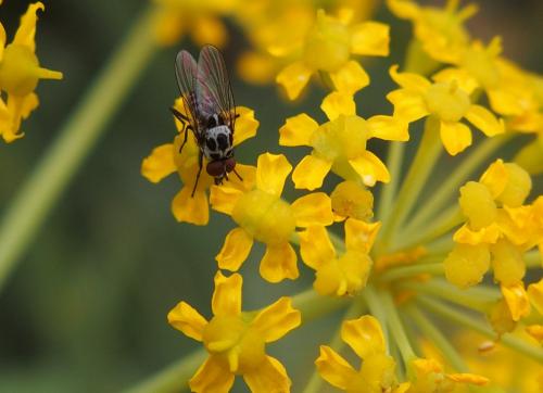Anthomyia sp.