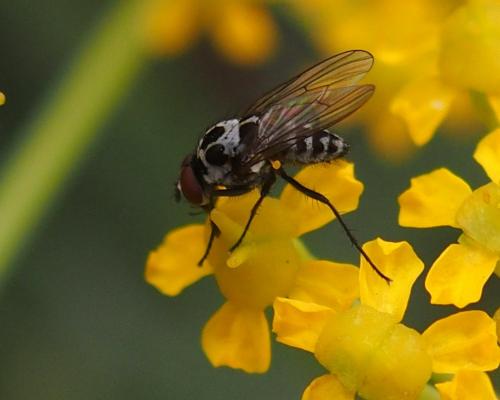 Anthomyia sp.