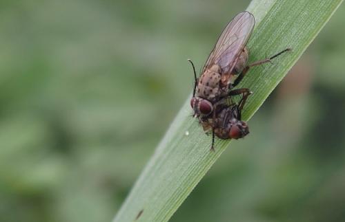 Réf. 226 290 : Coenosia tigrina