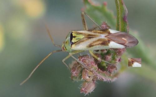 Réf. 226 288 : Reuterista instabilis