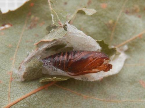 Diurnea fagella