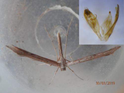 Réf. 226 514 : Emmelina monodactyla