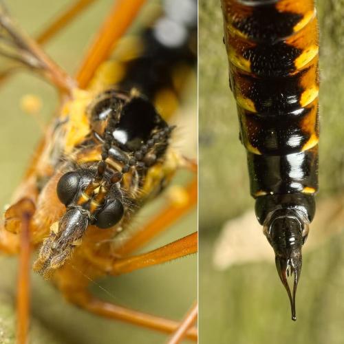 Ctenophora pectinicornis