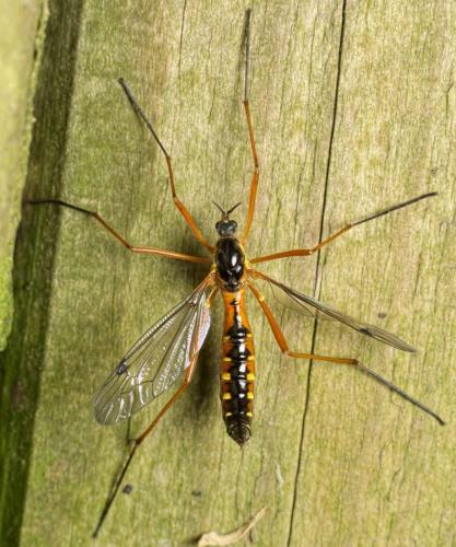 Ctenophora pectinicornis