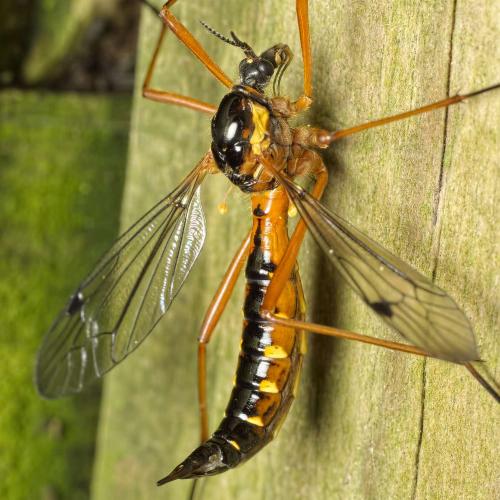 Ctenophora pectinicornis