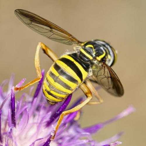 Réf. 226 434 : Spilomyia manicata