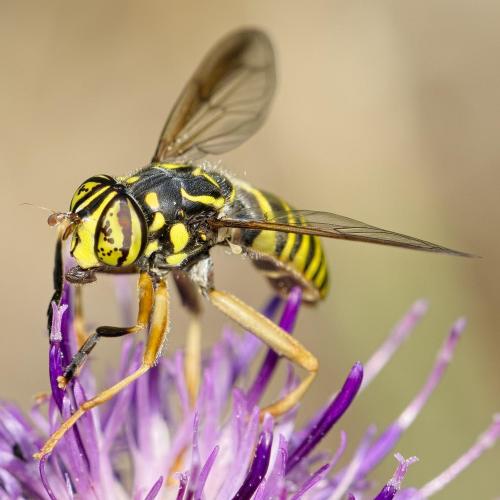 Spilomyia manicata