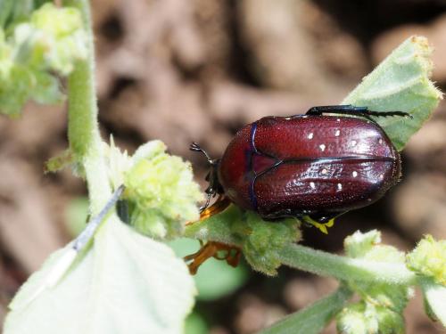 Dymusia cyanea