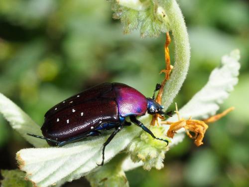 Dymusia cyanea