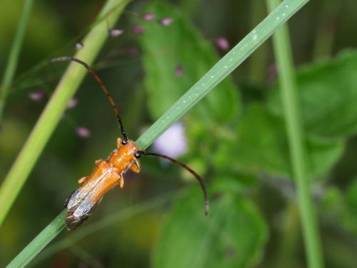 Phytoecia cylindricollis