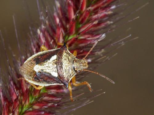 Durmia sp.