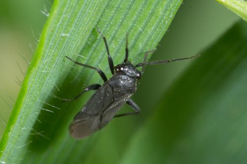 Pachytomella passerinii