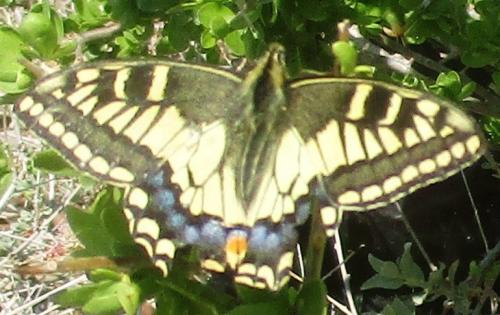 Papilio machaon