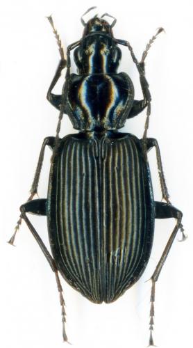 Platynus krynickii