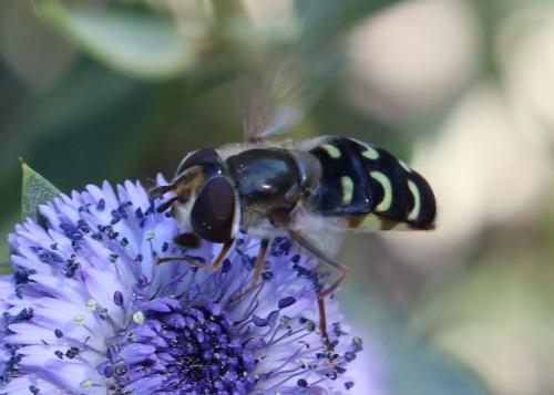 Réf. 226 545 : Scaeva selenitica