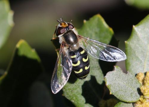 Réf. 226 544 : Scaeva selenitica