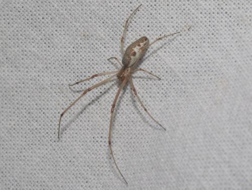 Réf. 226 379 : Tetragnatha sp.