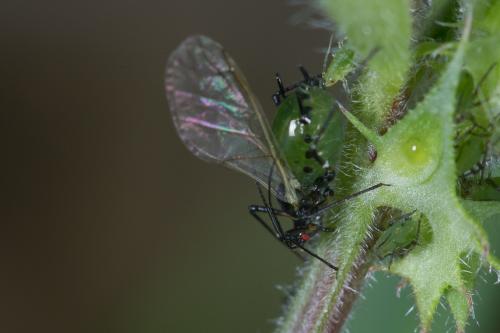 Réf. 226 950 : Megoura viciae