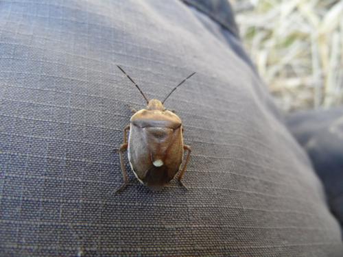 Réf. 226 096 : Chlorochroa pinicola
