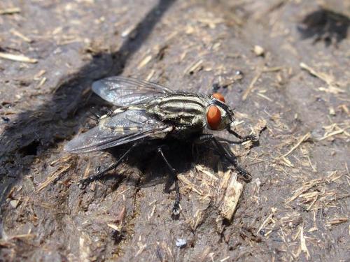 Sarcophaga sp.