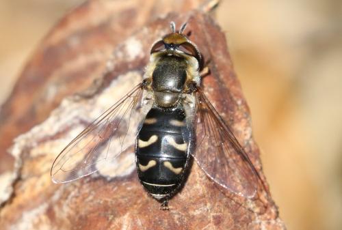Réf. 226 113 : Scaeva pyrastri