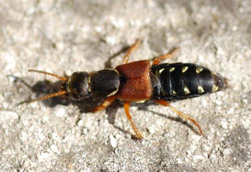 Réf. 226 574 : Staphylinus caesareus
