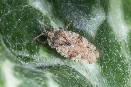 Tingis cardui