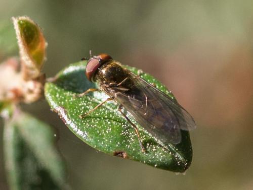 Melanostoma mellinum