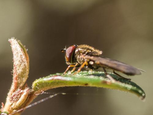 Melanostoma mellinum