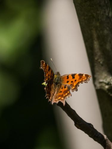 Polygonia c-album