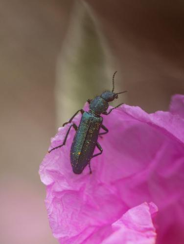 Réf. 226 722 : Psilothrix viridicoerulea