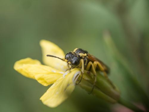 Elinora sp.