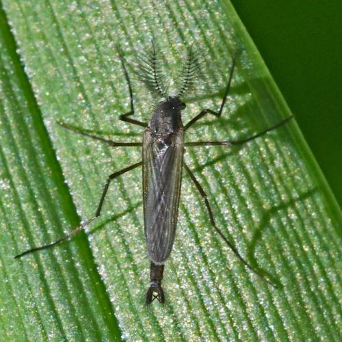 Chaoborus sp.