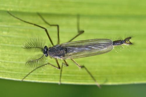 Chaoborus crystallinus