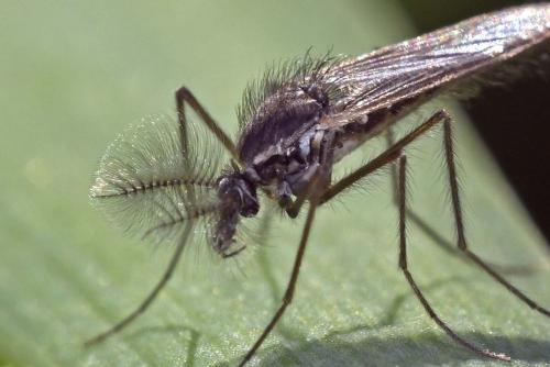 Chaoborus crystallinus