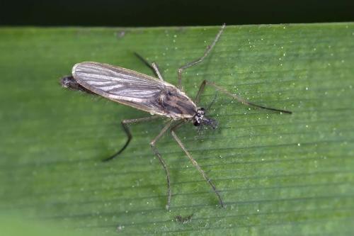 Chaoborus sp.