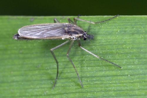 Chaoborus sp.