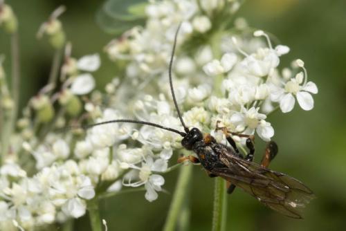 Alomya debellator