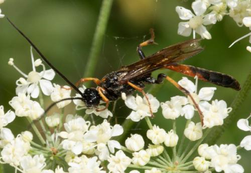 Alomya debellator