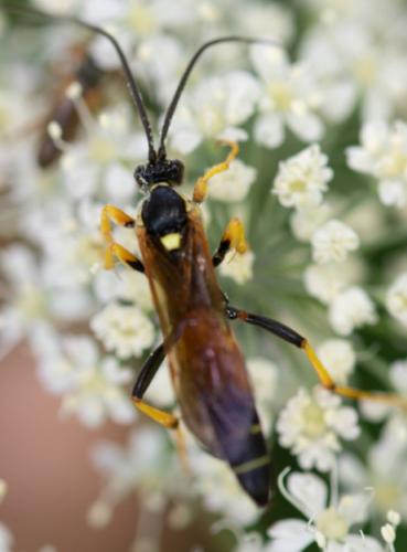 Diphyus amatorius