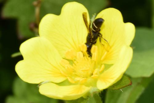 Eumeninae
