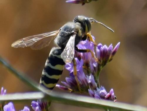 Bembix sinuata