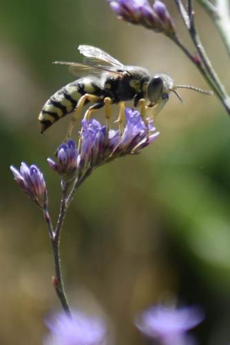 Bembix sinuata