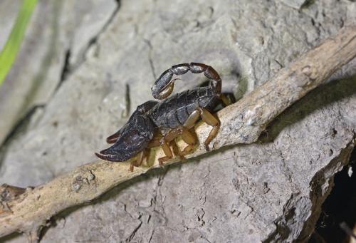 Euscorpius flavicaudis