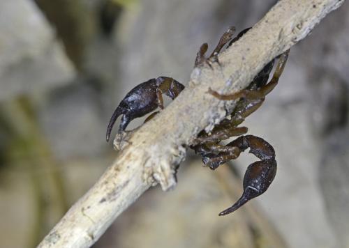 Euscorpius flavicaudis