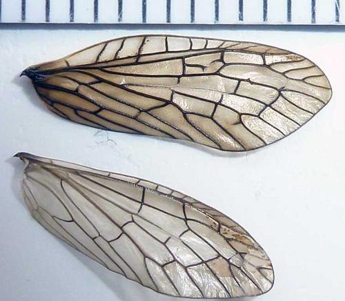 Sialis lutaria