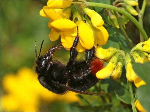 Bombus lapidarius