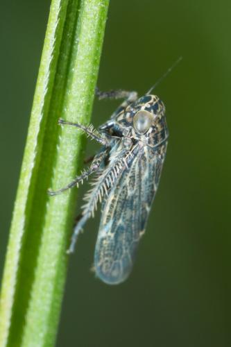 Réf. 226 419 : Euscelis sp.