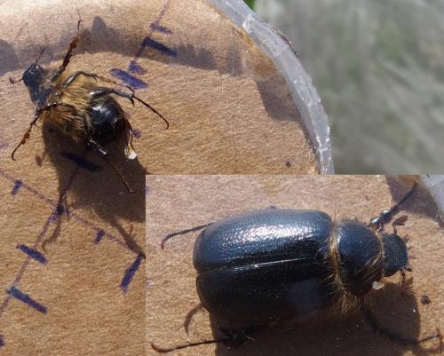 Pachydema anthracina