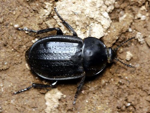 Silpha olivieri